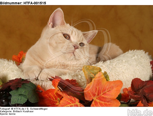 Britisch Kurzhaar / british shorthair / HTFA-001515