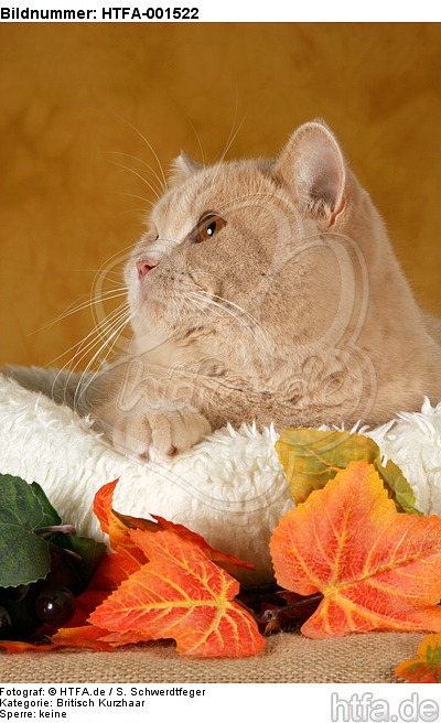 Britisch Kurzhaar / british shorthair / HTFA-001522