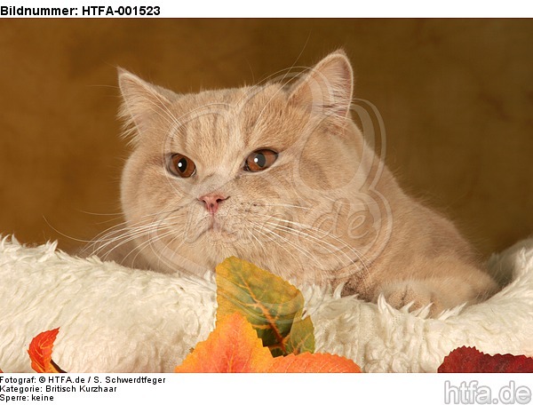 Britisch Kurzhaar / british shorthair / HTFA-001523