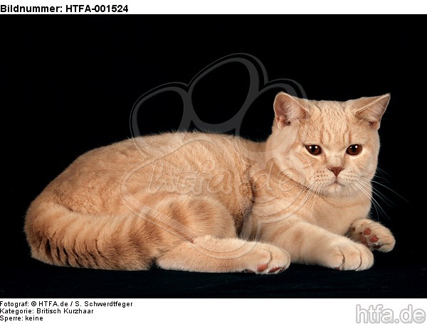 Britisch Kurzhaar / british shorthair / HTFA-001524