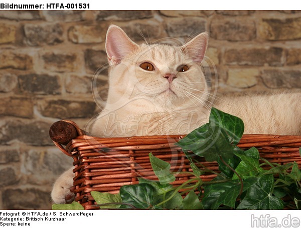 Britisch Kurzhaar / british shorthair / HTFA-001531