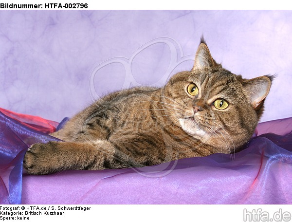 Britisch Kurzhaar / british shorthair / HTFA-002796