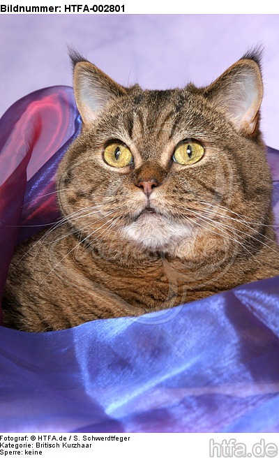 Britisch Kurzhaar / british shorthair / HTFA-002801