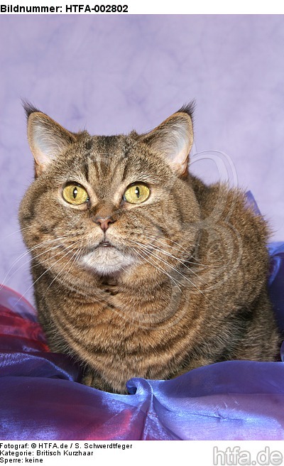 Britisch Kurzhaar / british shorthair / HTFA-002802