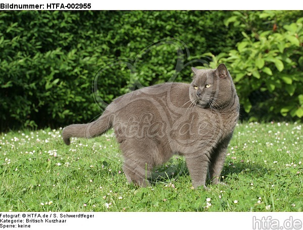 Britisch Kurzhaar Kätzchen / british shorthair kitten / HTFA-002955