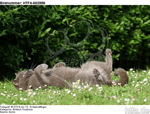Britisch Kurzhaar Kätzchen / british shorthair kitten / HTFA-002958