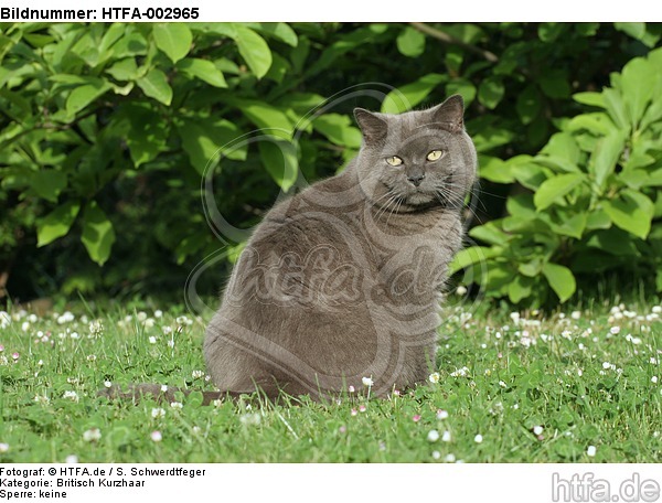 Britisch Kurzhaar Kätzchen / british shorthair kitten / HTFA-002965