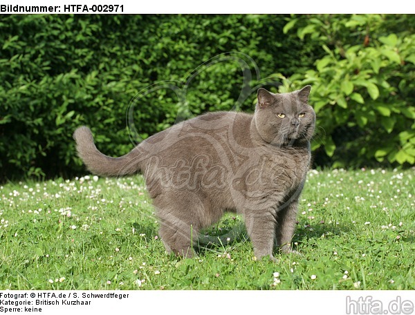 Britisch Kurzhaar Kätzchen / british shorthair kitten / HTFA-002971
