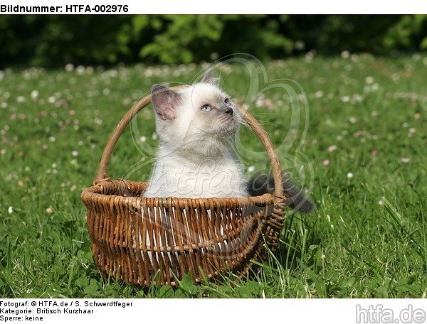 Britisch Kurzhaar Kätzchen / british shorthair kitten / HTFA-002976