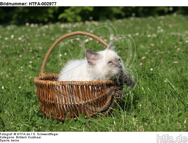 Britisch Kurzhaar Kätzchen / british shorthair kitten / HTFA-002977