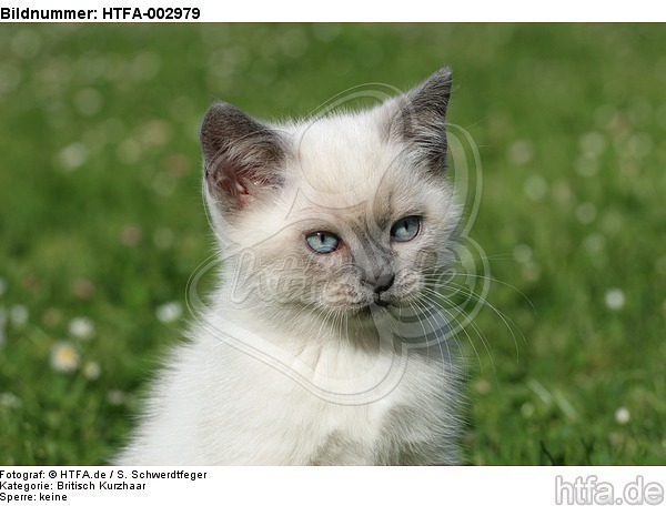 Britisch Kurzhaar Kätzchen / british shorthair kitten / HTFA-002979