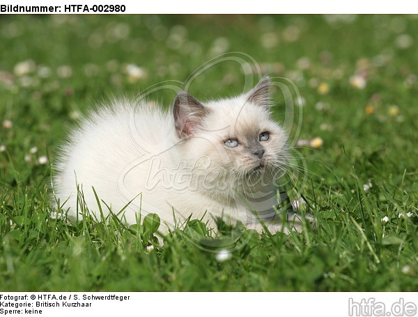 Britisch Kurzhaar Kätzchen / british shorthair kitten / HTFA-002980