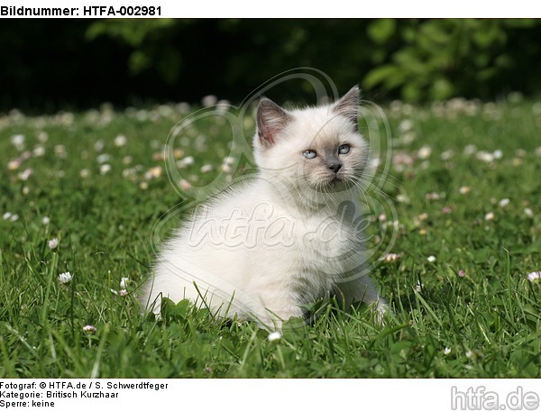 Britisch Kurzhaar Kätzchen / british shorthair kitten / HTFA-002981