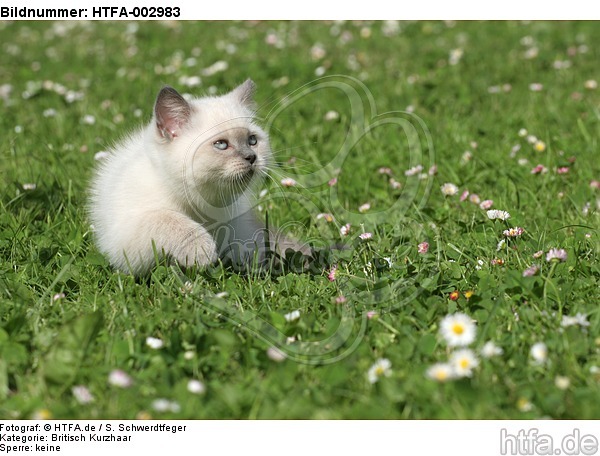 Britisch Kurzhaar Kätzchen / british shorthair kitten / HTFA-002983