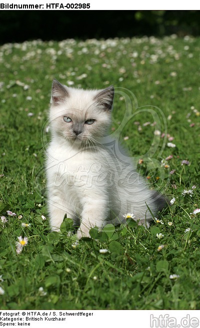 Britisch Kurzhaar Kätzchen / british shorthair kitten / HTFA-002985