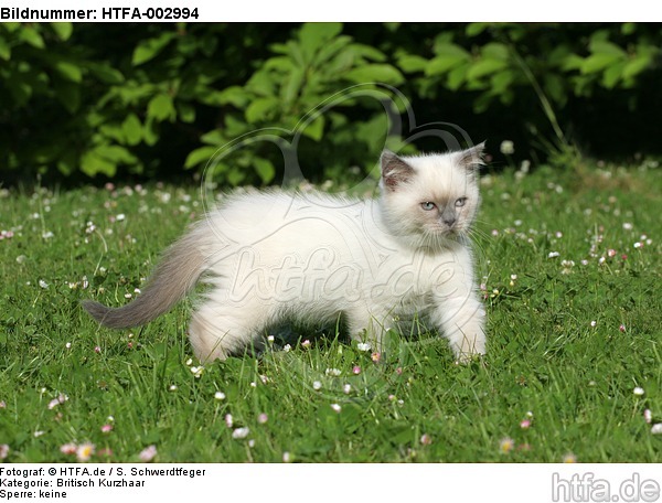 Britisch Kurzhaar Kätzchen / british shorthair kitten / HTFA-002994