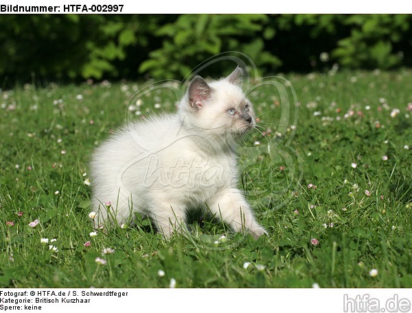 Britisch Kurzhaar Kätzchen / british shorthair kitten / HTFA-002997