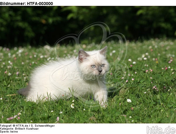 Britisch Kurzhaar Kätzchen / british shorthair kitten / HTFA-003000