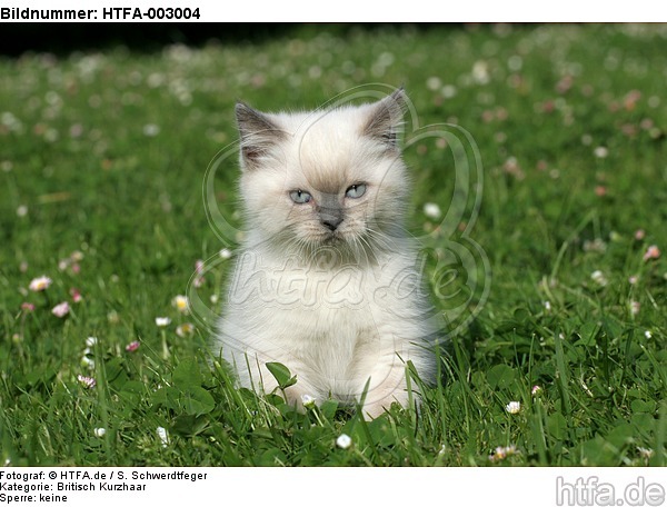 Britisch Kurzhaar Kätzchen / british shorthair kitten / HTFA-003004