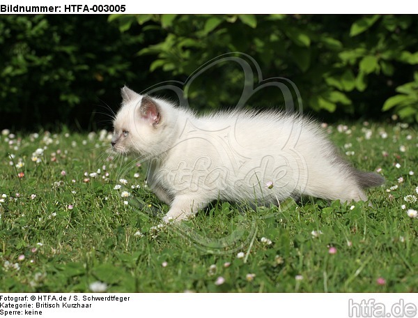 Britisch Kurzhaar Kätzchen / british shorthair kitten / HTFA-003005