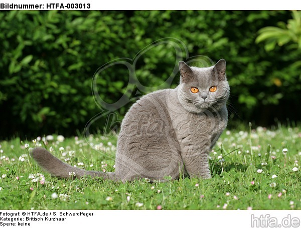 Britisch Kurzhaar / british shorthair / HTFA-003013