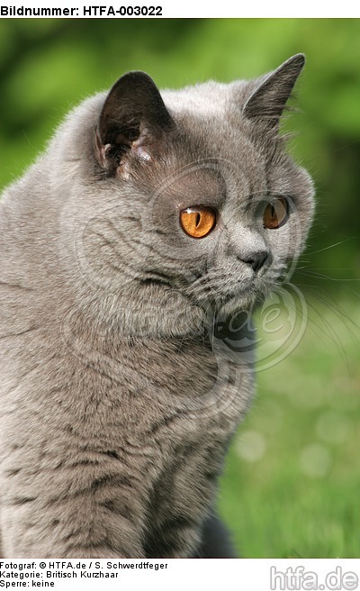 Britisch Kurzhaar / british shorthair / HTFA-003022