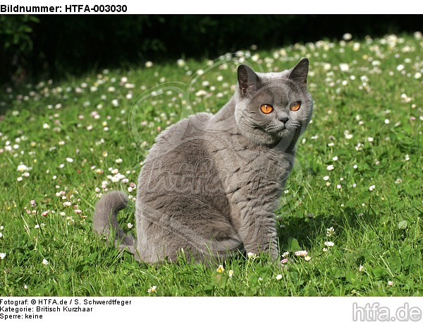 Britisch Kurzhaar / british shorthair / HTFA-003030