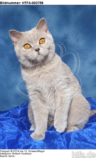 Britisch Kurzhaar / british shorthair / HTFA-003758