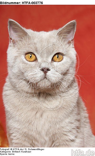 Britisch Kurzhaar / british shorthair / HTFA-003776