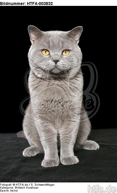 Britisch Kurzhaar / british shorthair / HTFA-003832