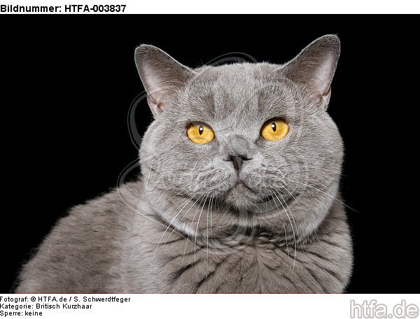 Britisch Kurzhaar / british shorthair / HTFA-003837