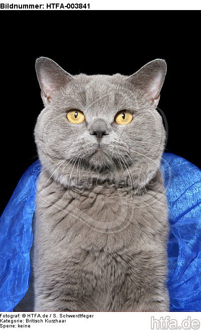 Britisch Kurzhaar / british shorthair / HTFA-003841