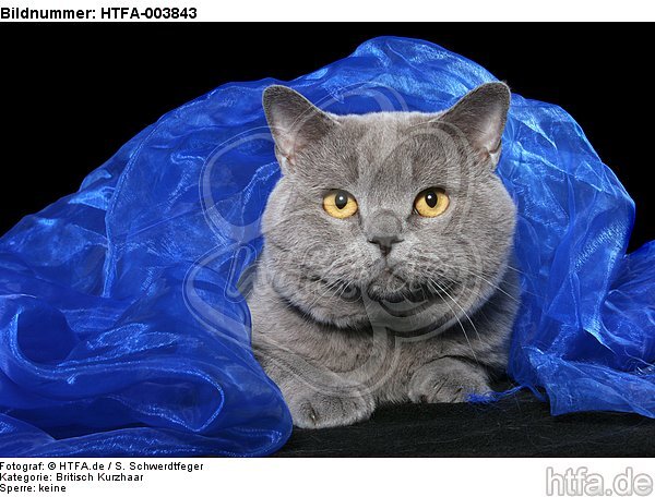 Britisch Kurzhaar / british shorthair / HTFA-003843