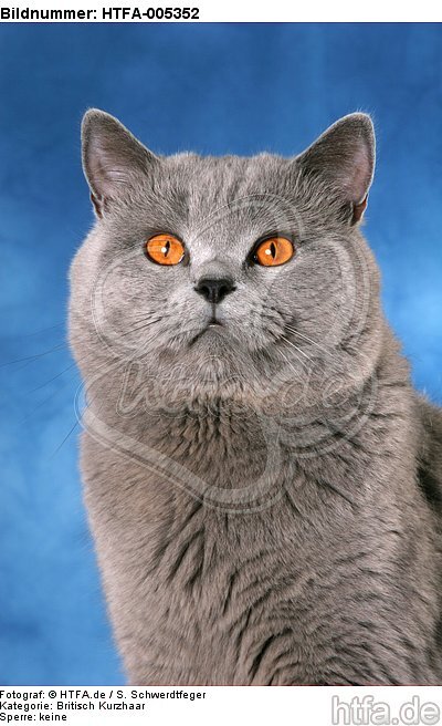 Britisch Kurzhaar / british shorthair / HTFA-005352