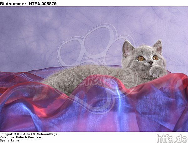 Britisch Kurzhaar Kätzchen / british shorthair kitten / HTFA-005879