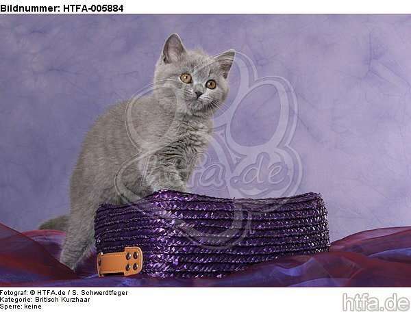 Britisch Kurzhaar Kätzchen / british shorthair kitten / HTFA-005884