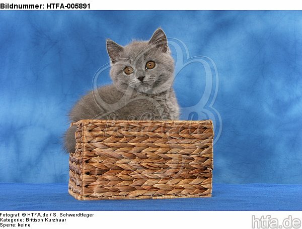 Britisch Kurzhaar Kätzchen / british shorthair kitten / HTFA-005891