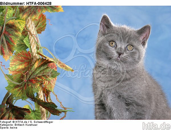 Britisch Kurzhaar Kätzchen / british shorthair kitten / HTFA-006428