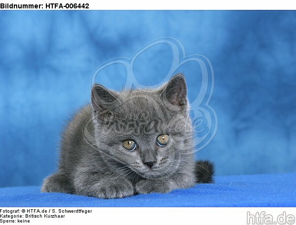Britisch Kurzhaar Kätzchen / british shorthair kitten / HTFA-006442
