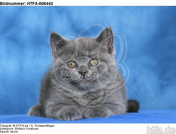 Britisch Kurzhaar Kätzchen / british shorthair kitten / HTFA-006443