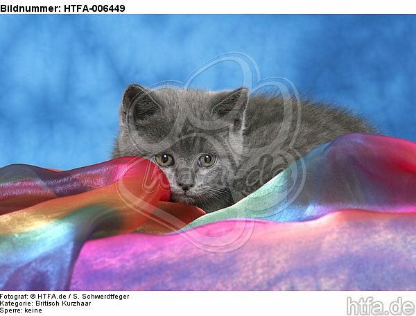 Britisch Kurzhaar Kätzchen / british shorthair kitten / HTFA-006449
