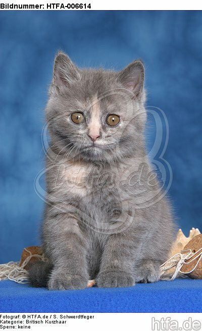 Britisch Kurzhaar Kätzchen / british shorthair kitten / HTFA-006614