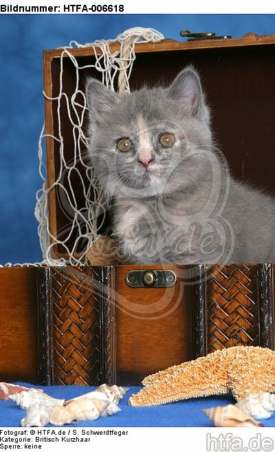 Britisch Kurzhaar Kätzchen / british shorthair kitten / HTFA-006618