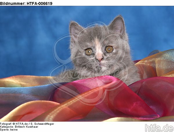 Britisch Kurzhaar Kätzchen / british shorthair kitten / HTFA-006619