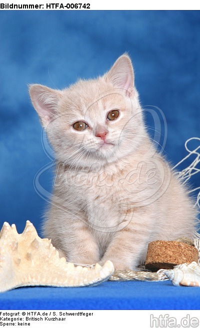 Britisch Kurzhaar Kätzchen / british shorthair kitten / HTFA-006742