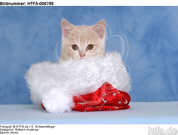 Britisch Kurzhaar Kätzchen / british shorthair kitten / HTFA-006755