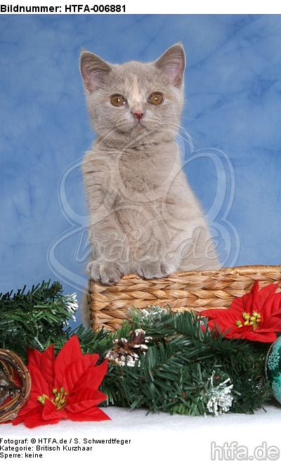 Britisch Kurzhaar Kätzchen / british shorthair kitten / HTFA-006881