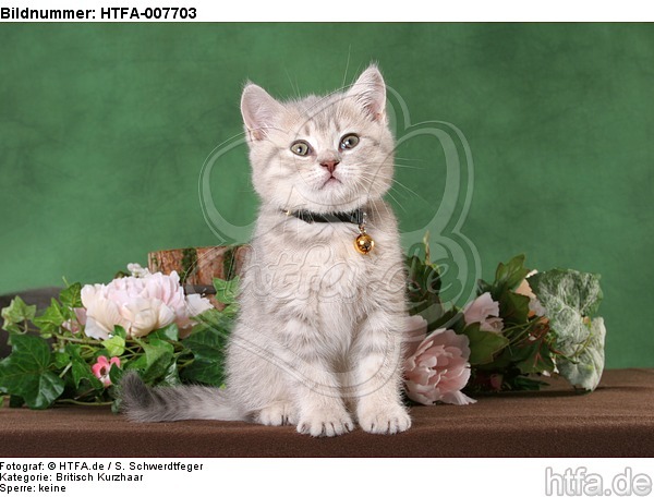Britisch Kurzhaar Kätzchen / british shorthair kitten / HTFA-007703