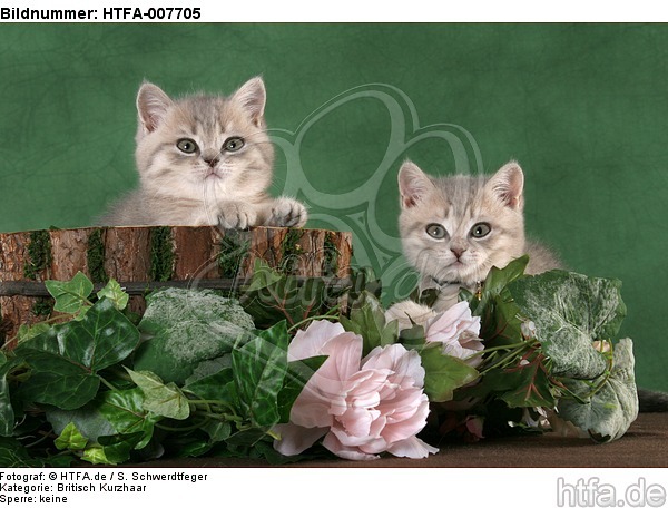 Britisch Kurzhaar Kätzchen / british shorthair kitten / HTFA-007705
