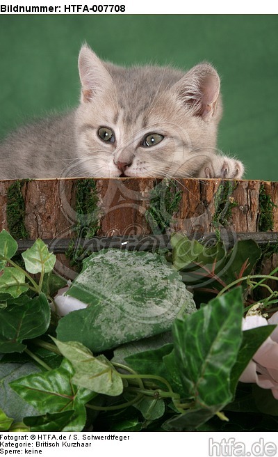 Britisch Kurzhaar Kätzchen / british shorthair kitten / HTFA-007708